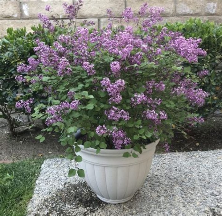 Can lilacs grow in large pots?