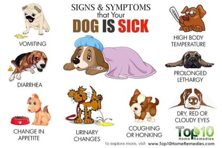 Can lime make dogs sick?