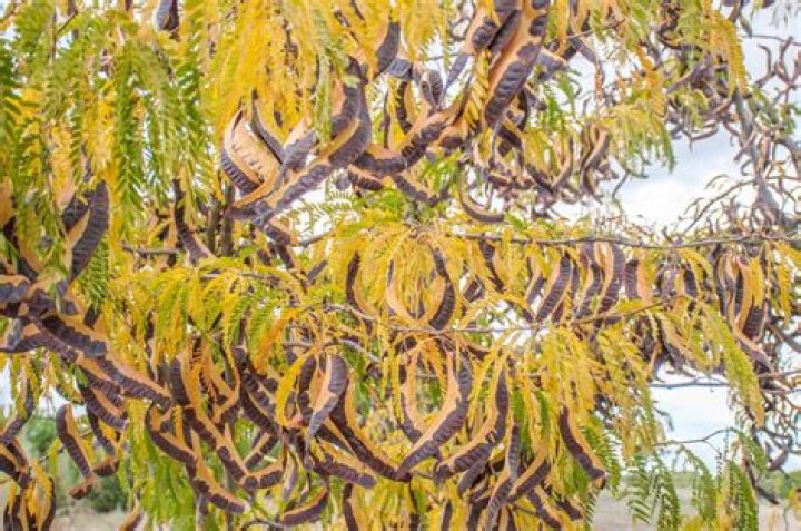 Can locust trees grow in Colorado?