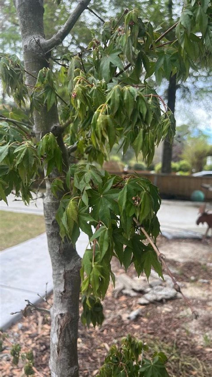 Can maple wilt be cured?