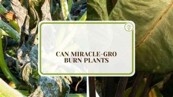 Can Miracle-Gro kill a plant?