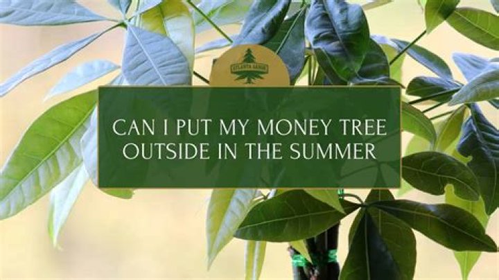Can money tree be outside in summer?