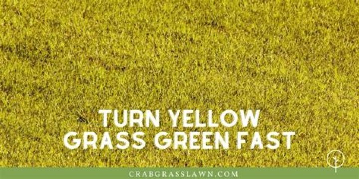 Can my yellow grass turn green again?