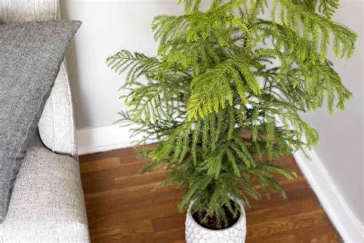 Can Norfolk pines be grown indoors?