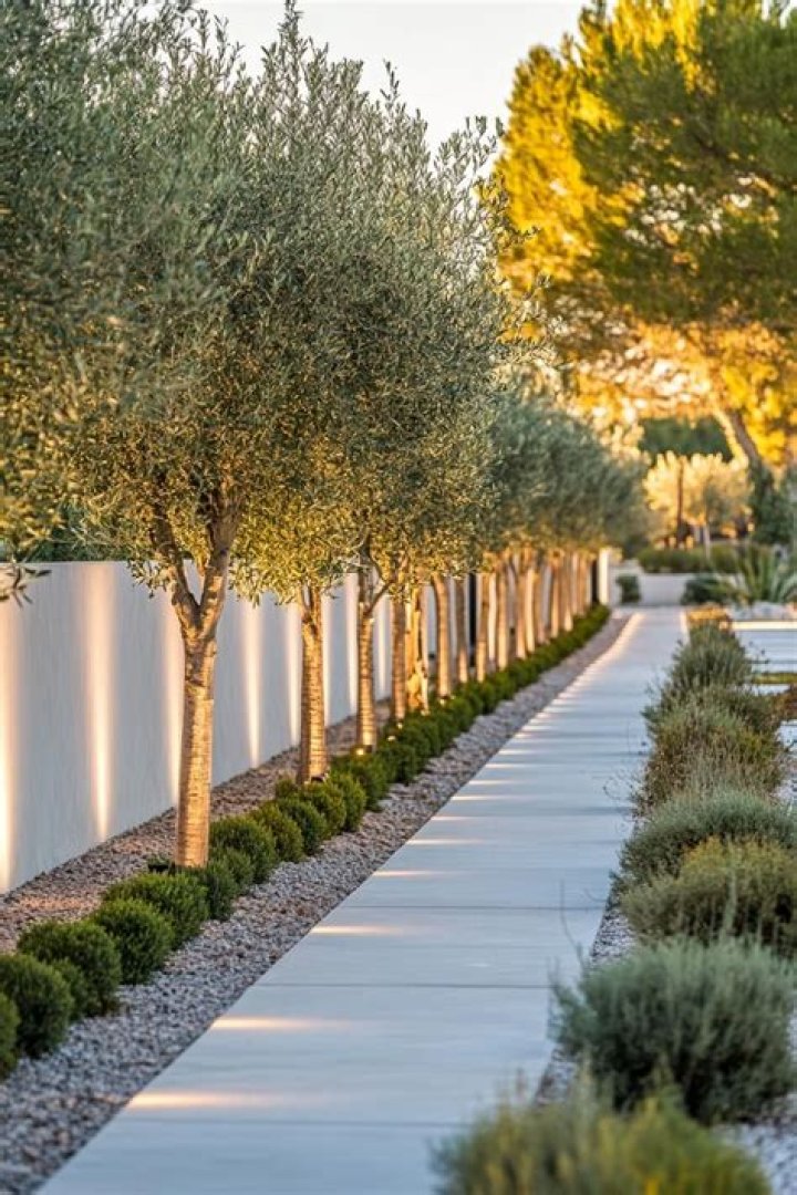 Can olive trees be planted close to House?