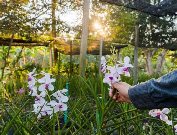 Can orchids grow outside in Southern California?