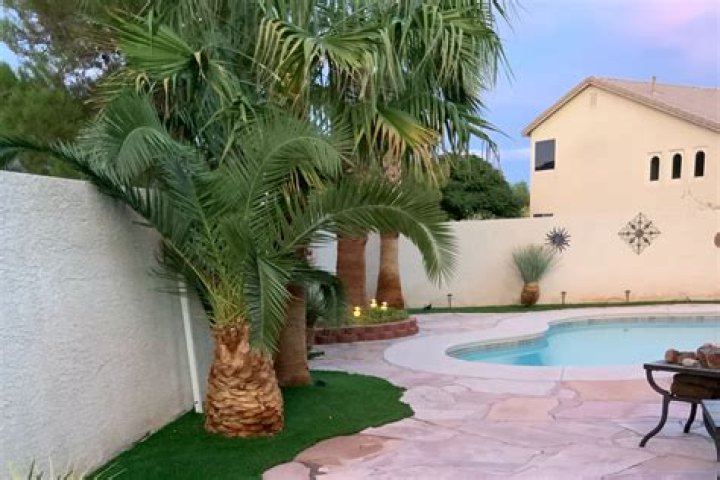 Can palm trees be planted near a pool?
