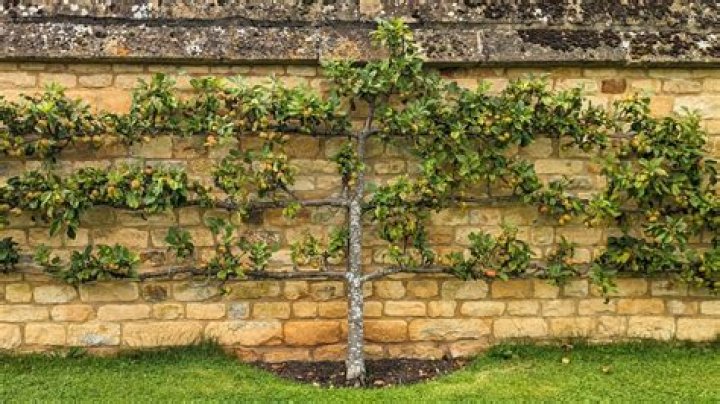 Can pear trees be espaliered?