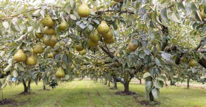 Can pears grow in Maryland?