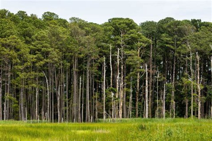 Can pine trees live in hot weather?