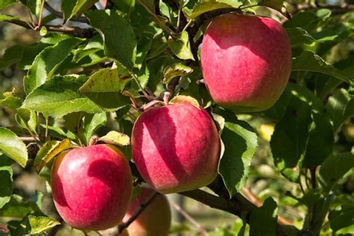 Can pink lady apples grow in California?