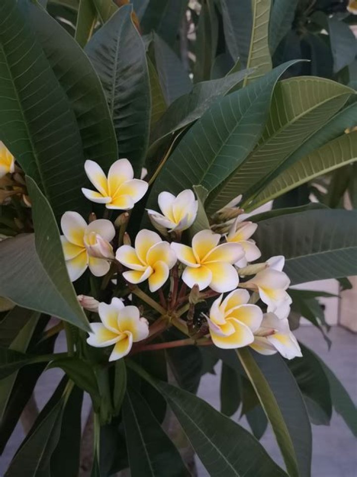 Can plumeria be kept small?