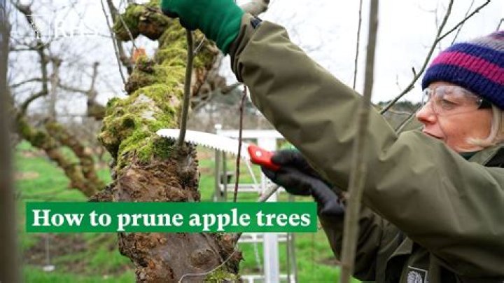 Can pruning help a dying tree?