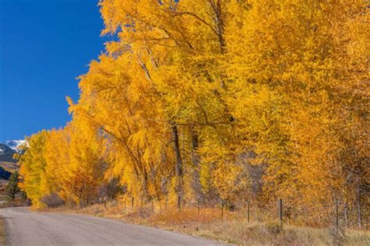 Can red oak trees grow in Colorado?