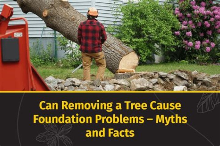 Can removing a tree cause problems?