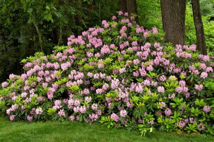 Can rhododendrons stay in pots?