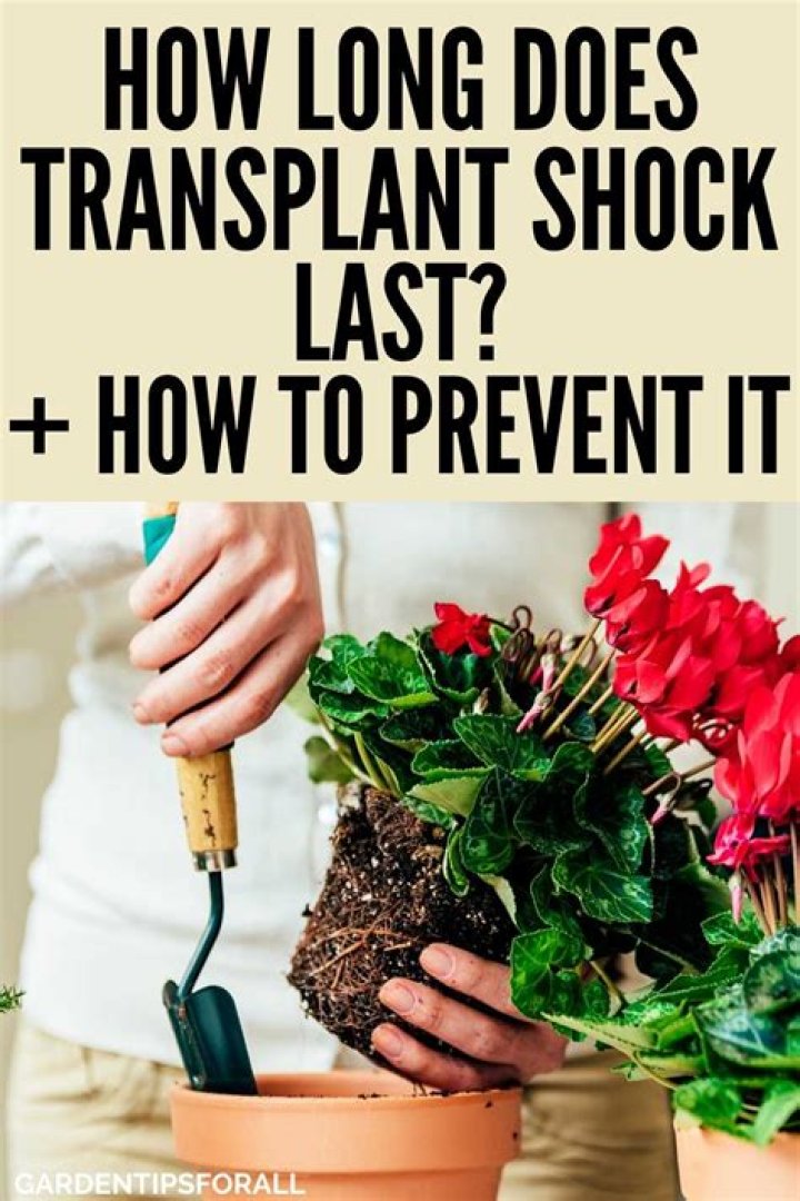 Can roses survive transplant shock?