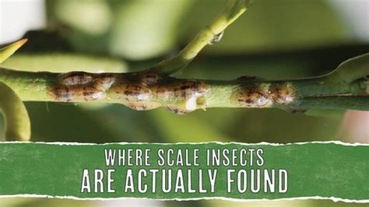 Can scale insects live outside?