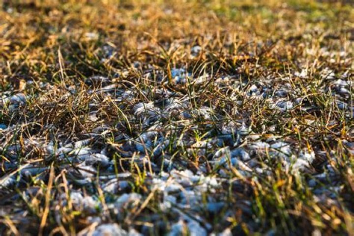 Can sod be laid in the winter?