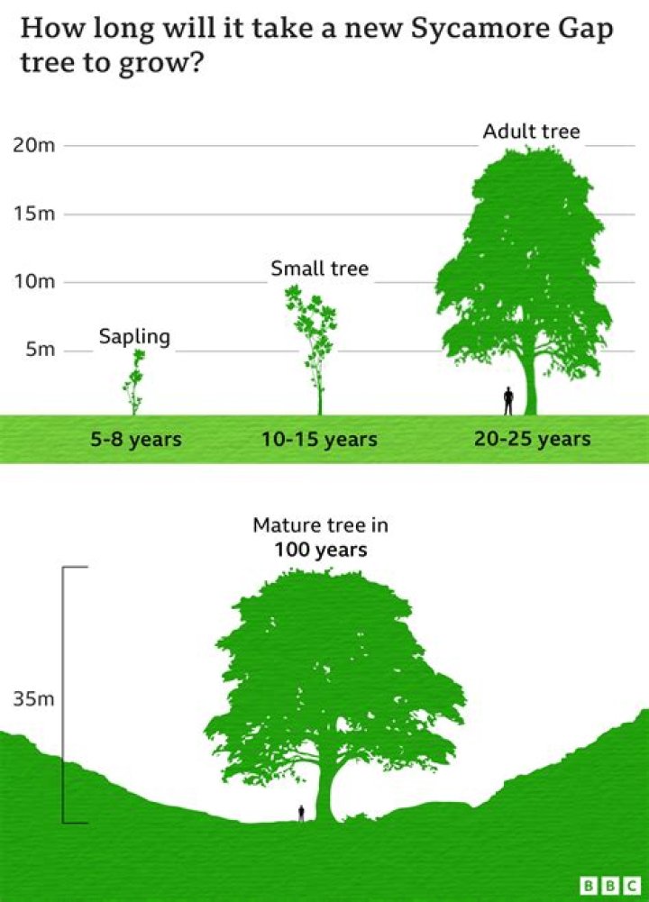 Can sycamore trees be topped?