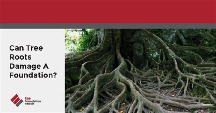 Can tree roots cause damage?
