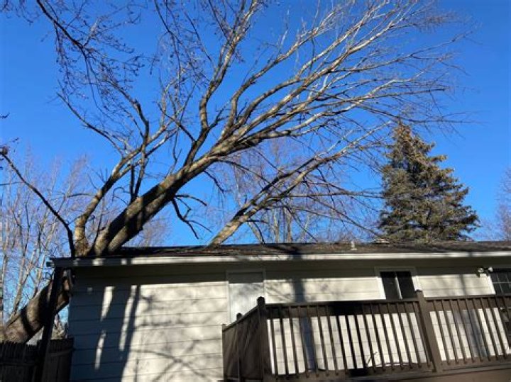 Can trees recover from root damage?