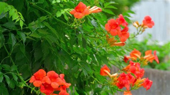 Can trumpet vine be grown from seed?