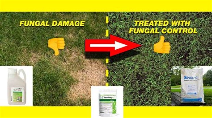 Can you apply lawn fungicide in the fall?