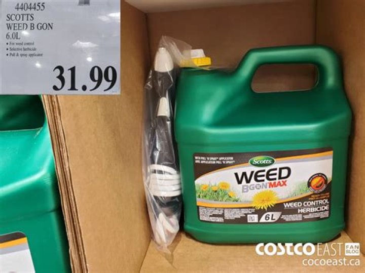 Can you apply Weed B Gon before it rains?