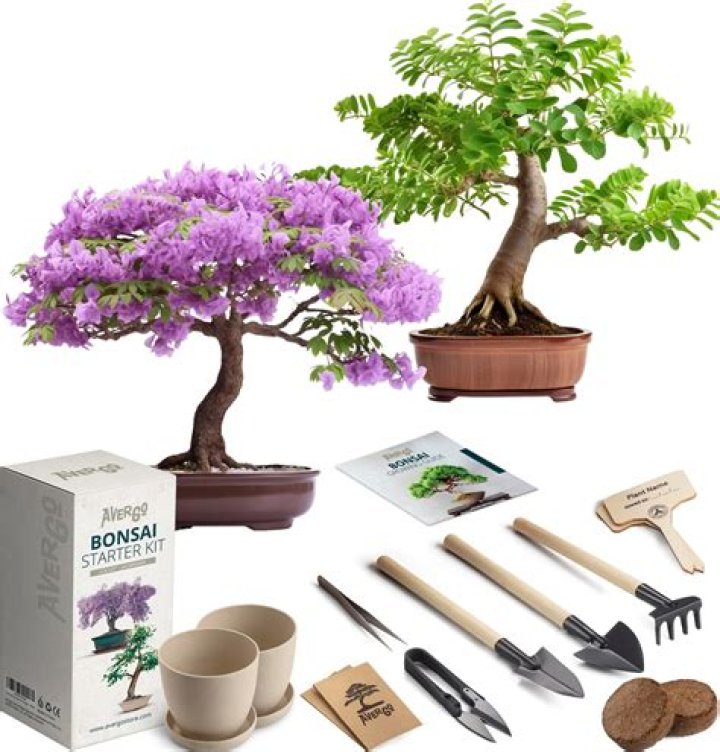 Can you buy an indoor bonsai tree online?