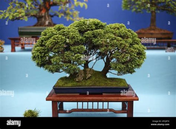 Can you buy an indoor bonsai tree?
