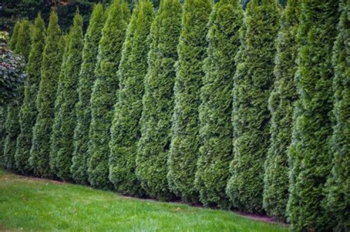 Can you control height of arborvitae?