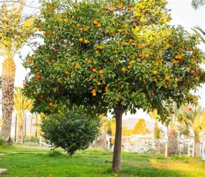 Can you control the size of an orange tree?