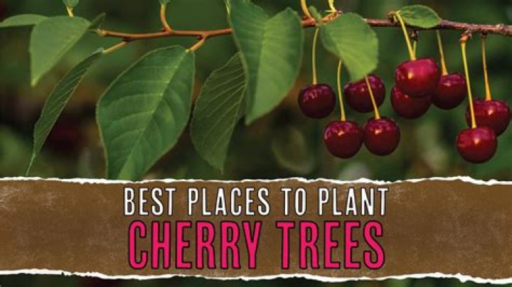 Can you cut a branch off a cherry tree and plant it?