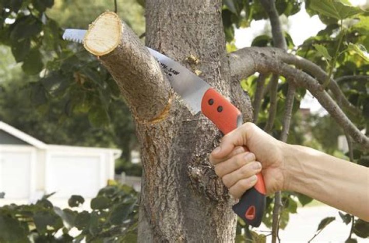 Can you cut branches off a cherry tree?