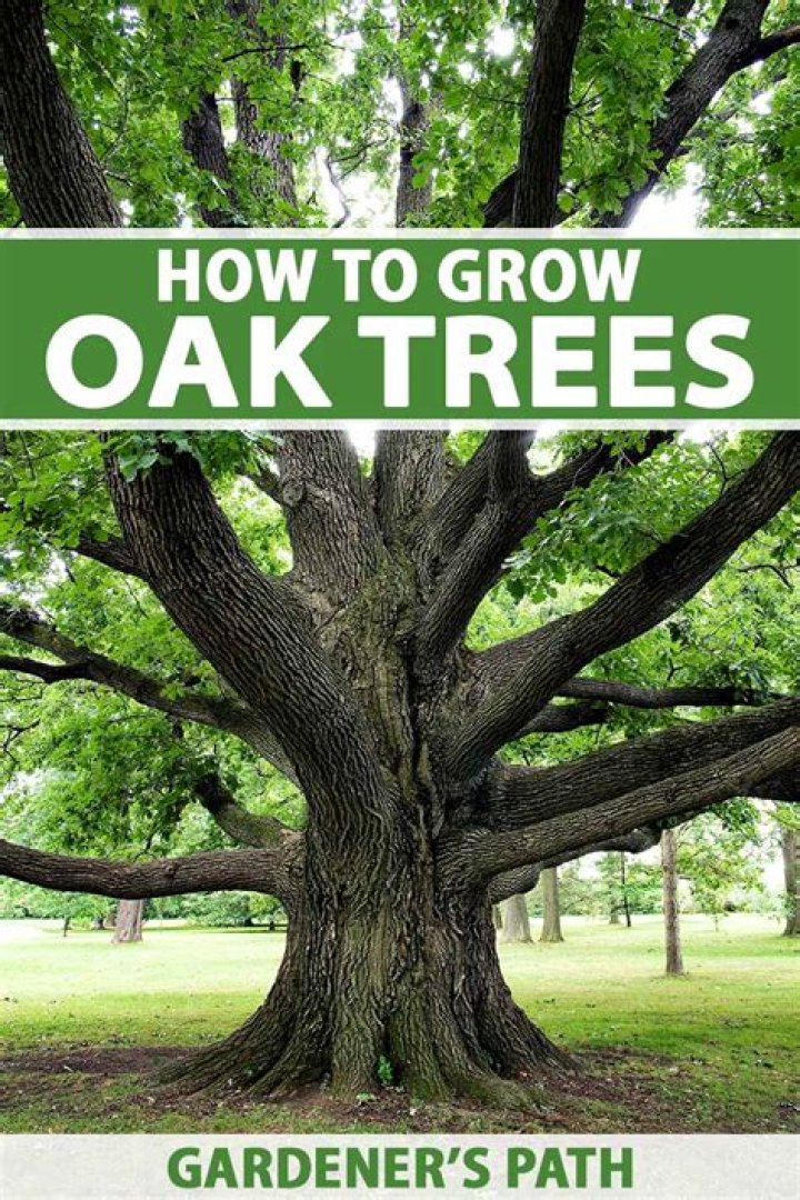 Can you cut down oak trees on your property?