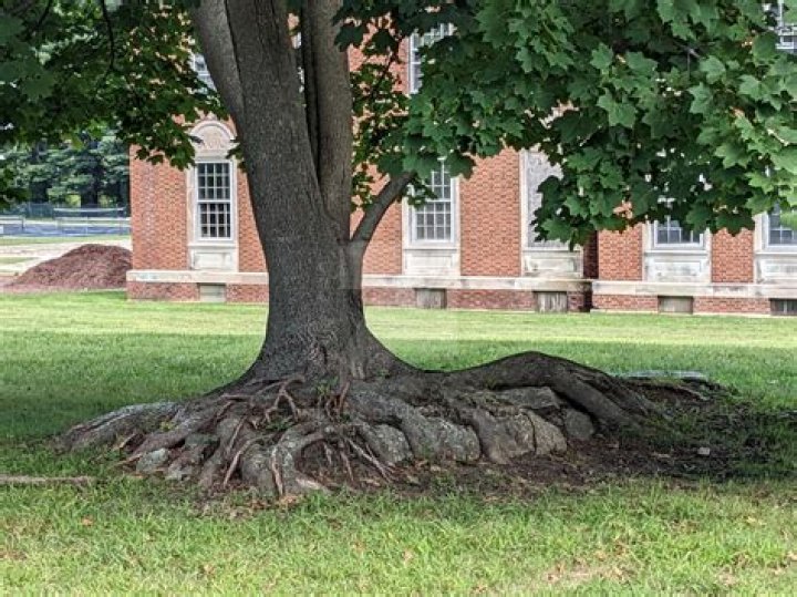 Can you cut the surface roots of a maple tree?
