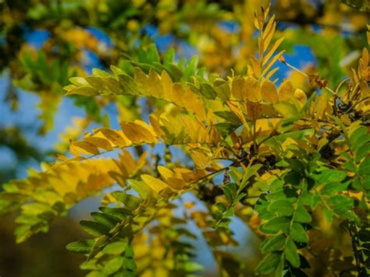 Can you cut the thorns off a honey locust tree?