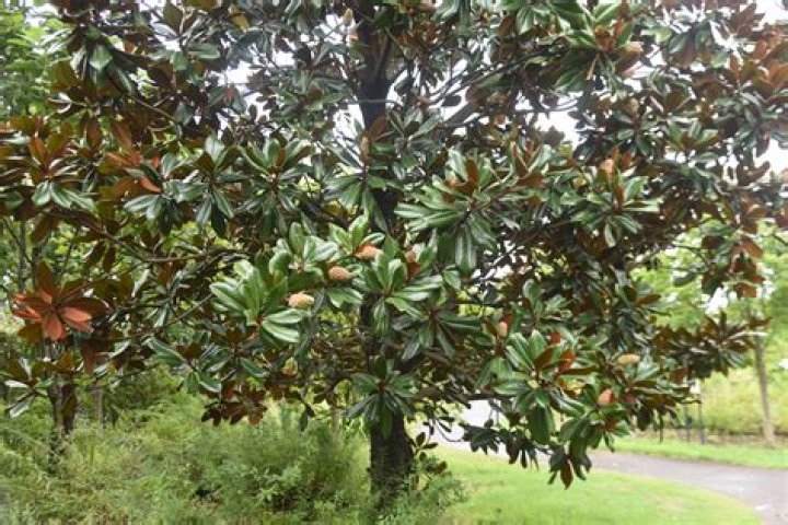 Can you cut the top off a magnolia tree?