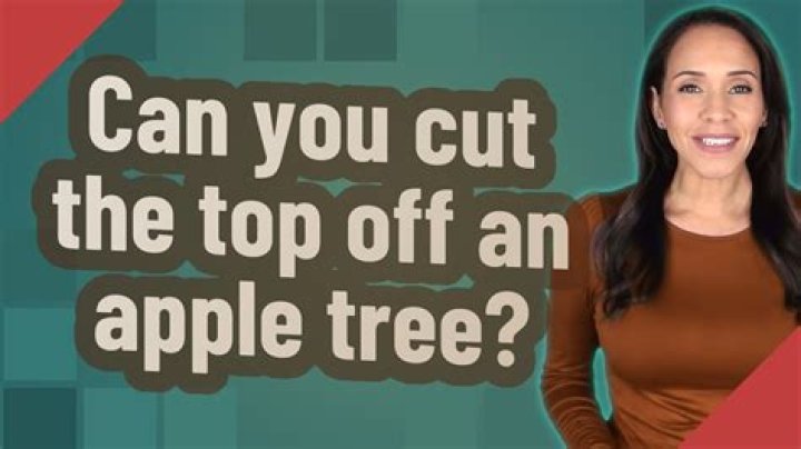 Can you cut the top off an oak tree?