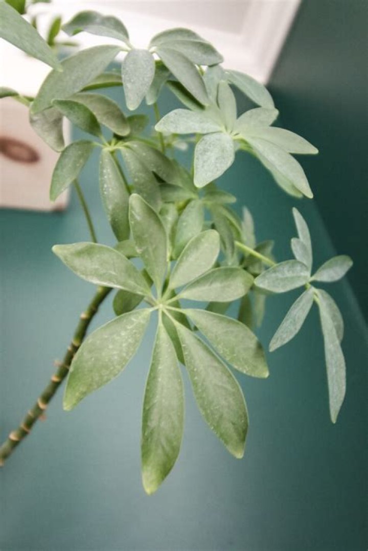Can you cut the top off an umbrella plant?