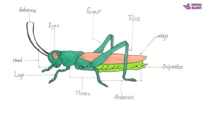 Can you drown a grasshopper by sticking its head in the water?