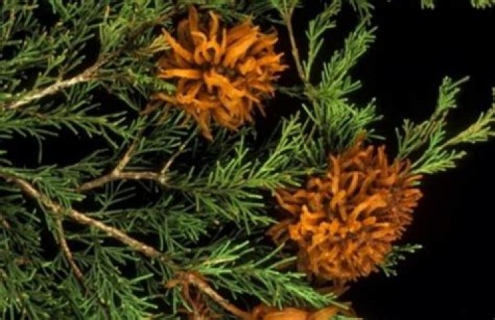 Can you eat juniper apple rust?