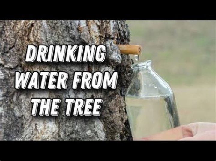 Can you extract water from a tree?
