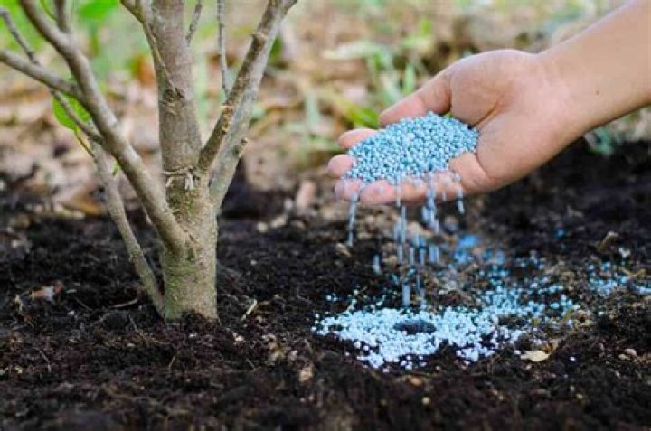 Can you fertilize trees in the winter?
