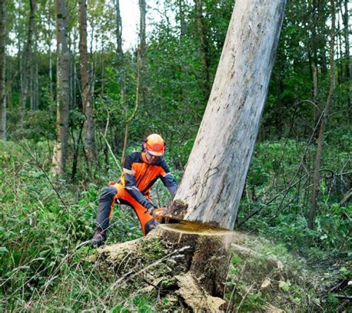 Can you force a neighbor to cut down a dead tree?