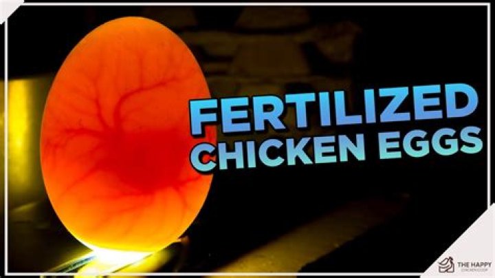 Can you get sick from fertilized chicken eggs?