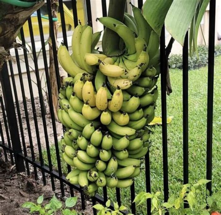 Can you grow a banana tree in your backyard?