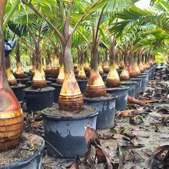 Can you grow a bottle palm indoors?