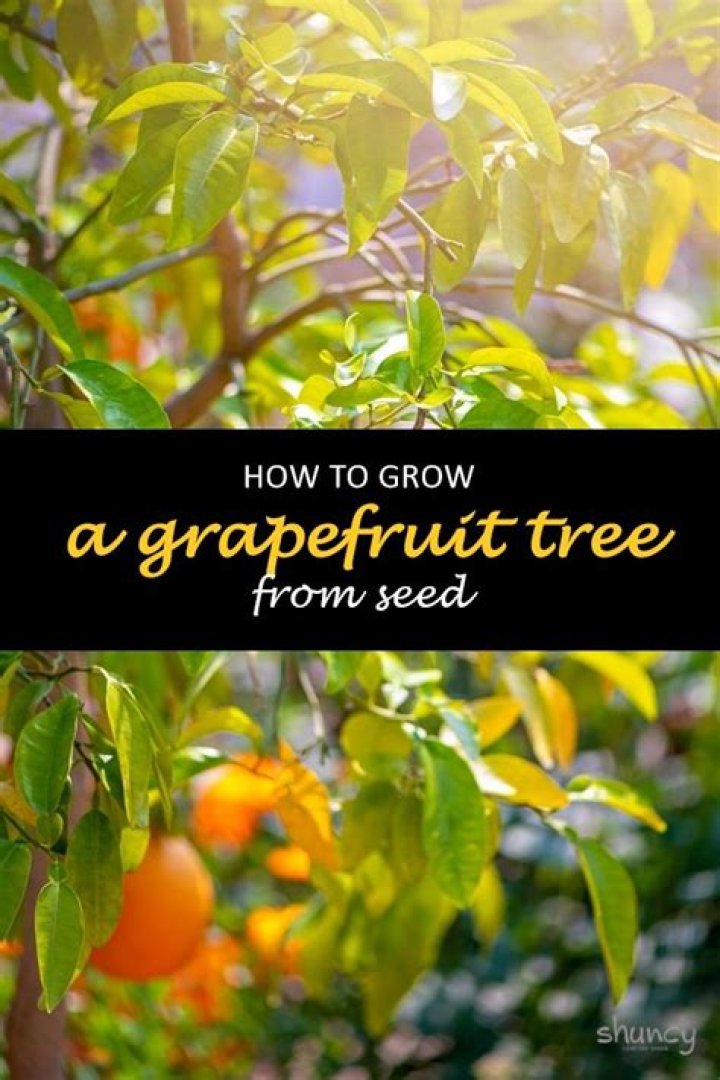 Can you grow a grapefruit tree from seed?